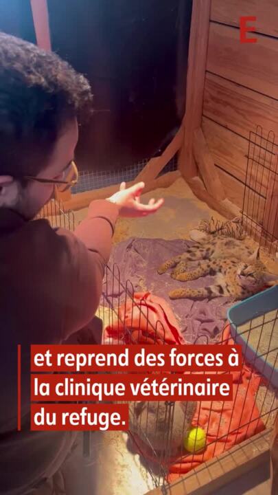 Set vétérinaire loup - Boutique - Zoo-refuge La Tanière