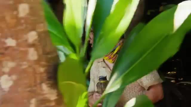 Survivor 49