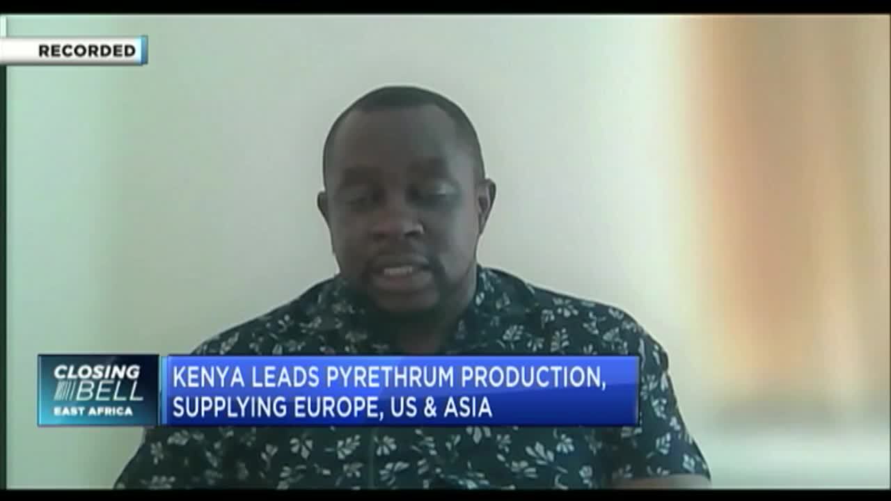 Kenya's pyrethrum crop revival lingers as govt pumps in millions