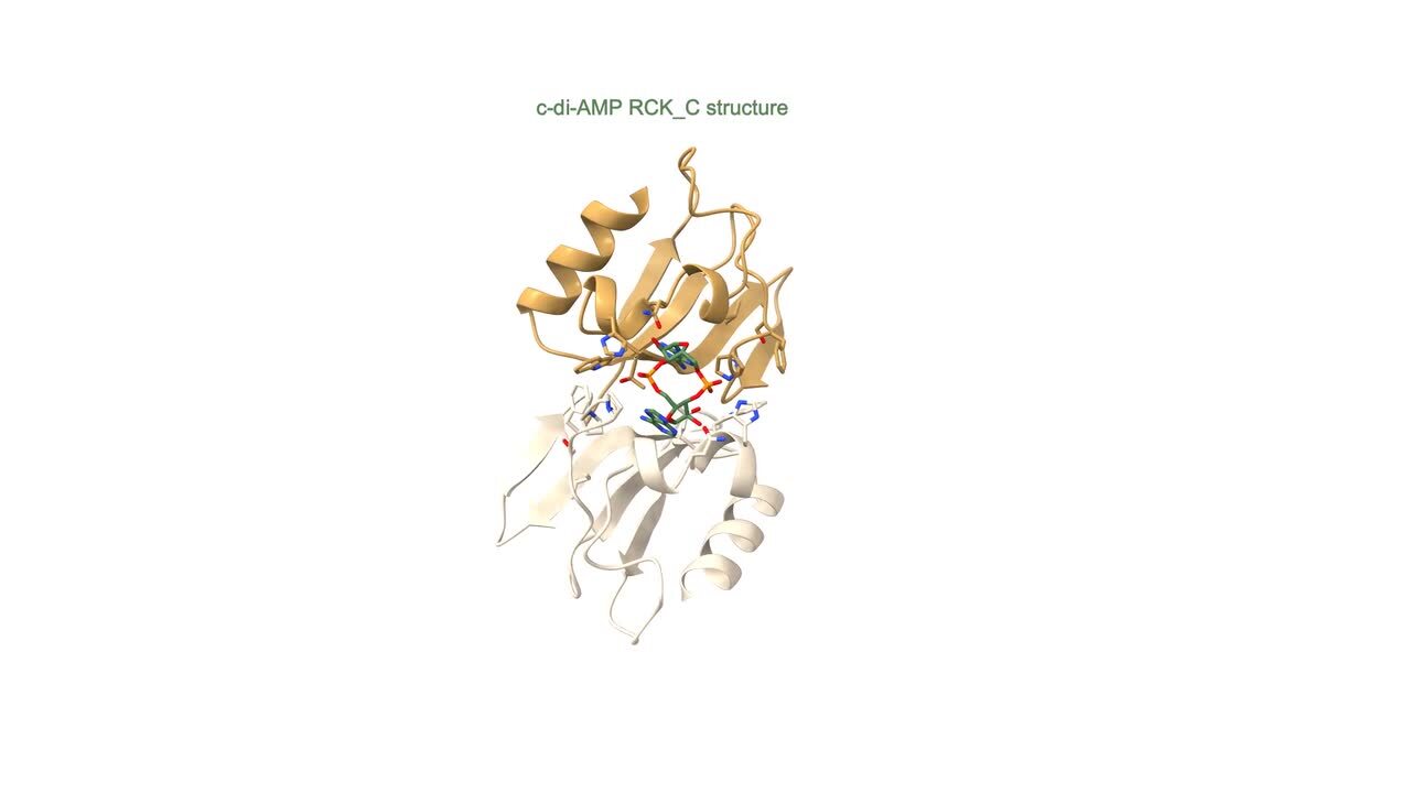 BusR senses bipartite DNA binding motifs by a unique molecular