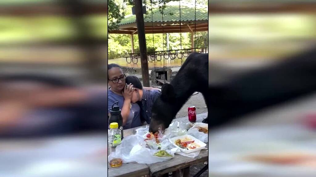 Ungebetener Besuch am Picknicktisch