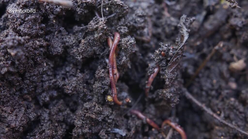 Essen für das Klima: So ernährt man sich klimafreundlich