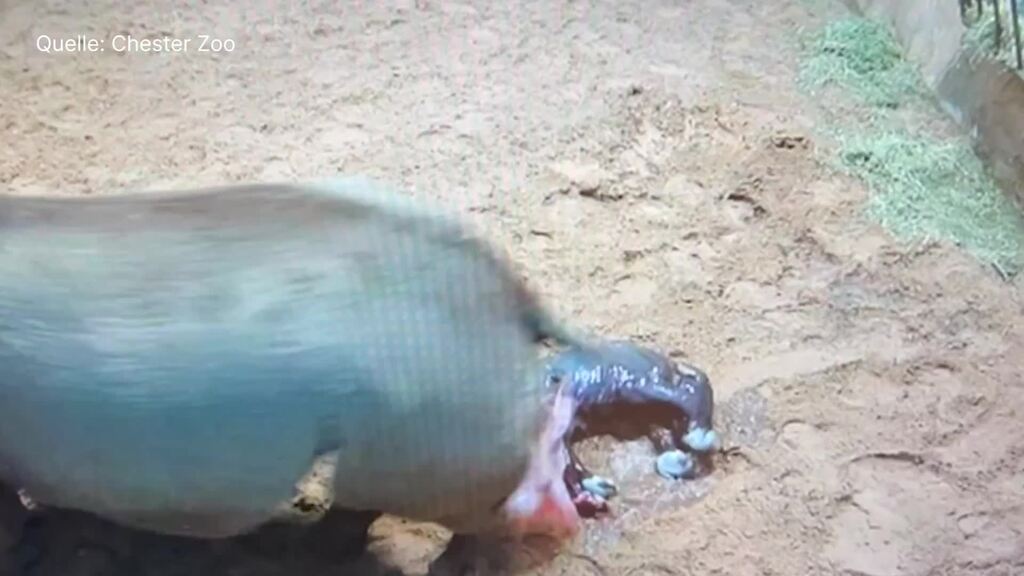 Tiergeburt gefilmt: Nashorn in englischem Zoo geboren
