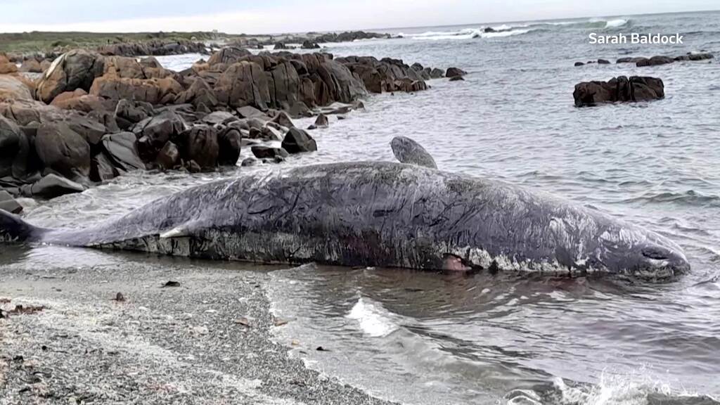 14 Pottwale in Australien gestrandet