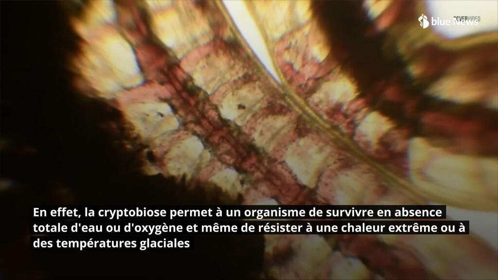 Des scientifiques ressuscitent un ver vieux de dizaines de milliers d'années