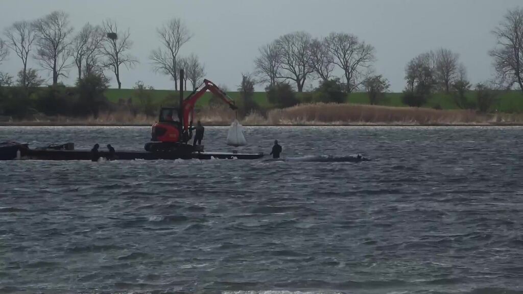 Wal vor Poel soll auf grosse Reise: Transport bis in die Nordsee geplant