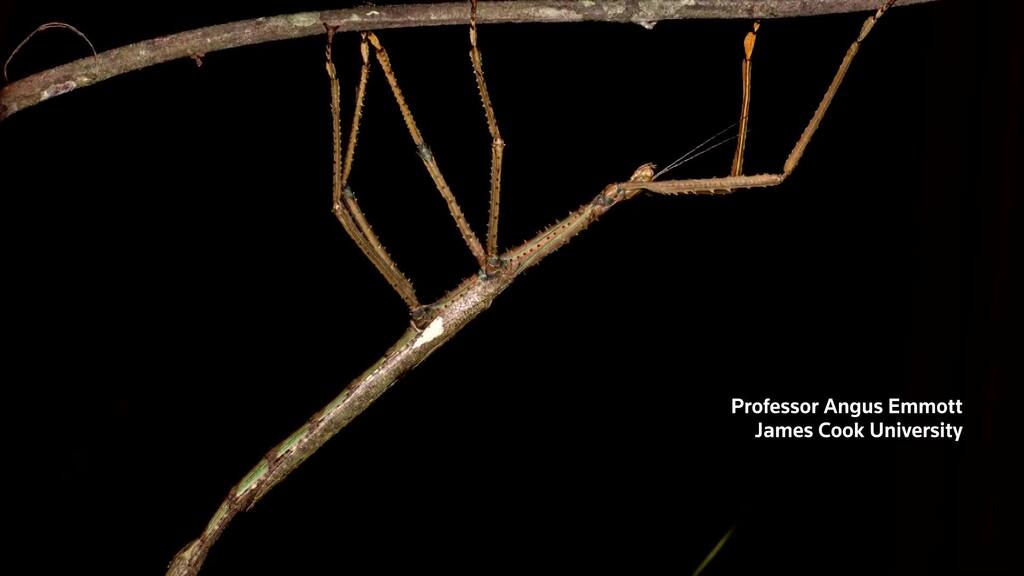 Neues Rieseninsekt in Australien entdeckt