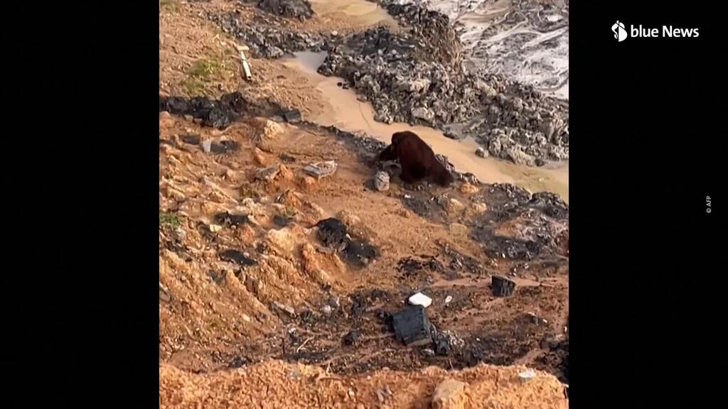 Un orang-outan sauvage se perd dans une mine à ciel ouvert en Indonésie
