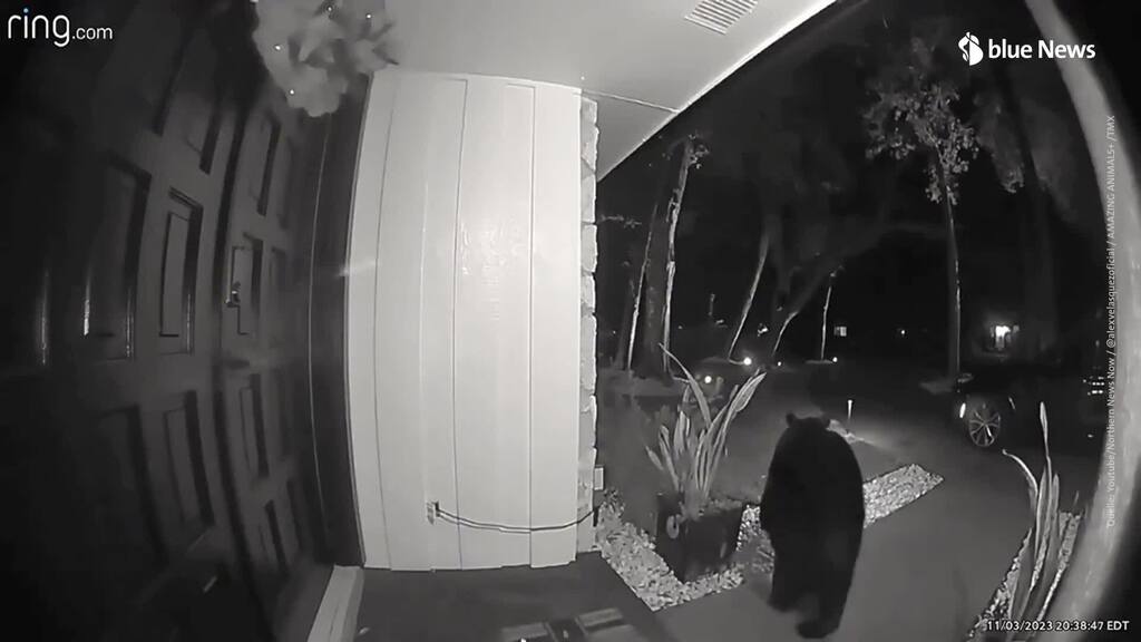 Essenslieferung abgepasst: Hungriger Bär klaut Znacht von Familie