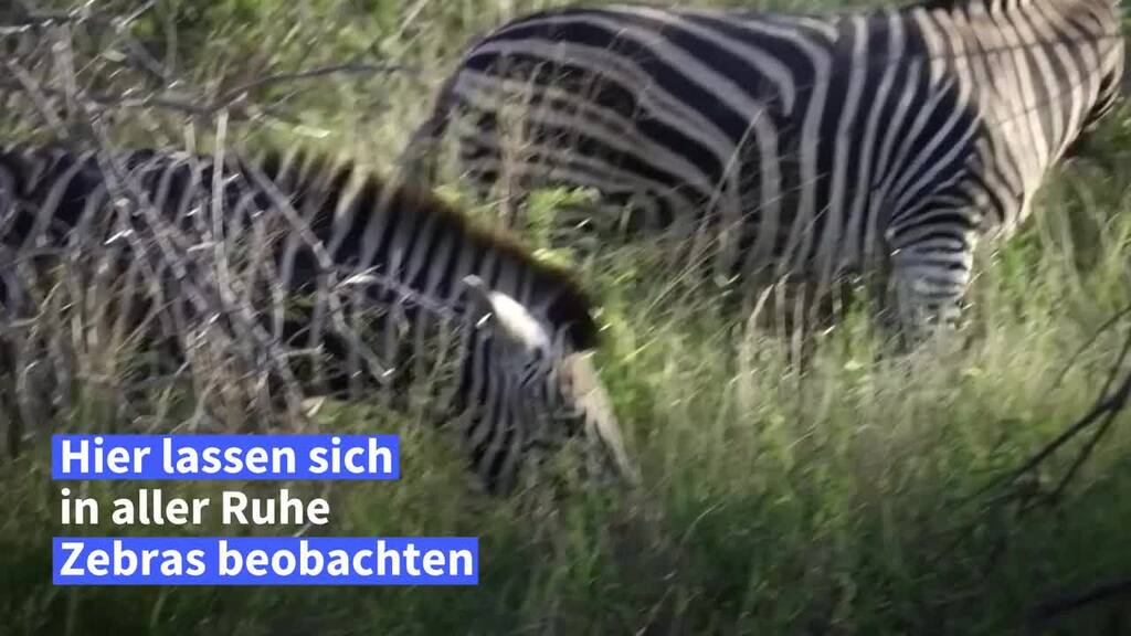 Alter Zug als Luxuslodge im Kruger-Nationalpark