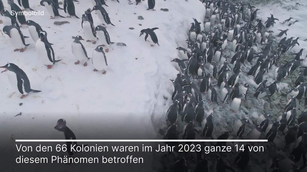 Eisschwund bringt tausenden Kaiserpinguin-Küken den Tod