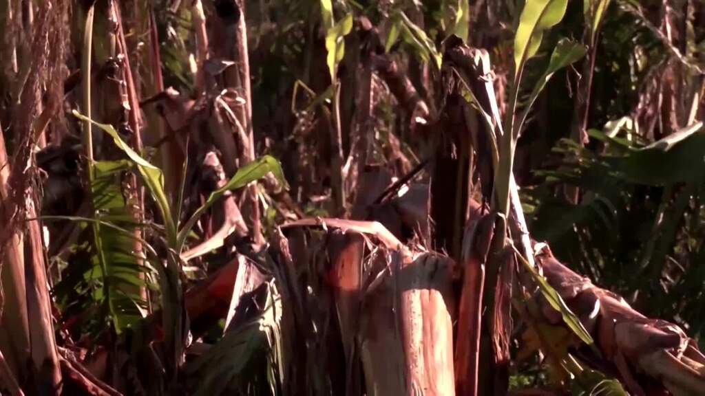 2024 wohl wärmstes Jahr seit Beginn der Aufzeichnungen