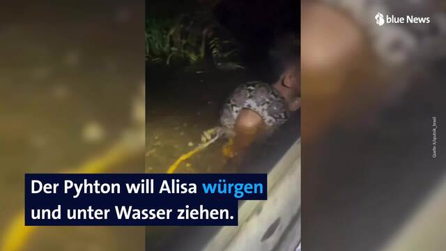 Python-Angriff in Borneo: Sechs-Meter-Python wickelt sich um den Hals eines Mannes