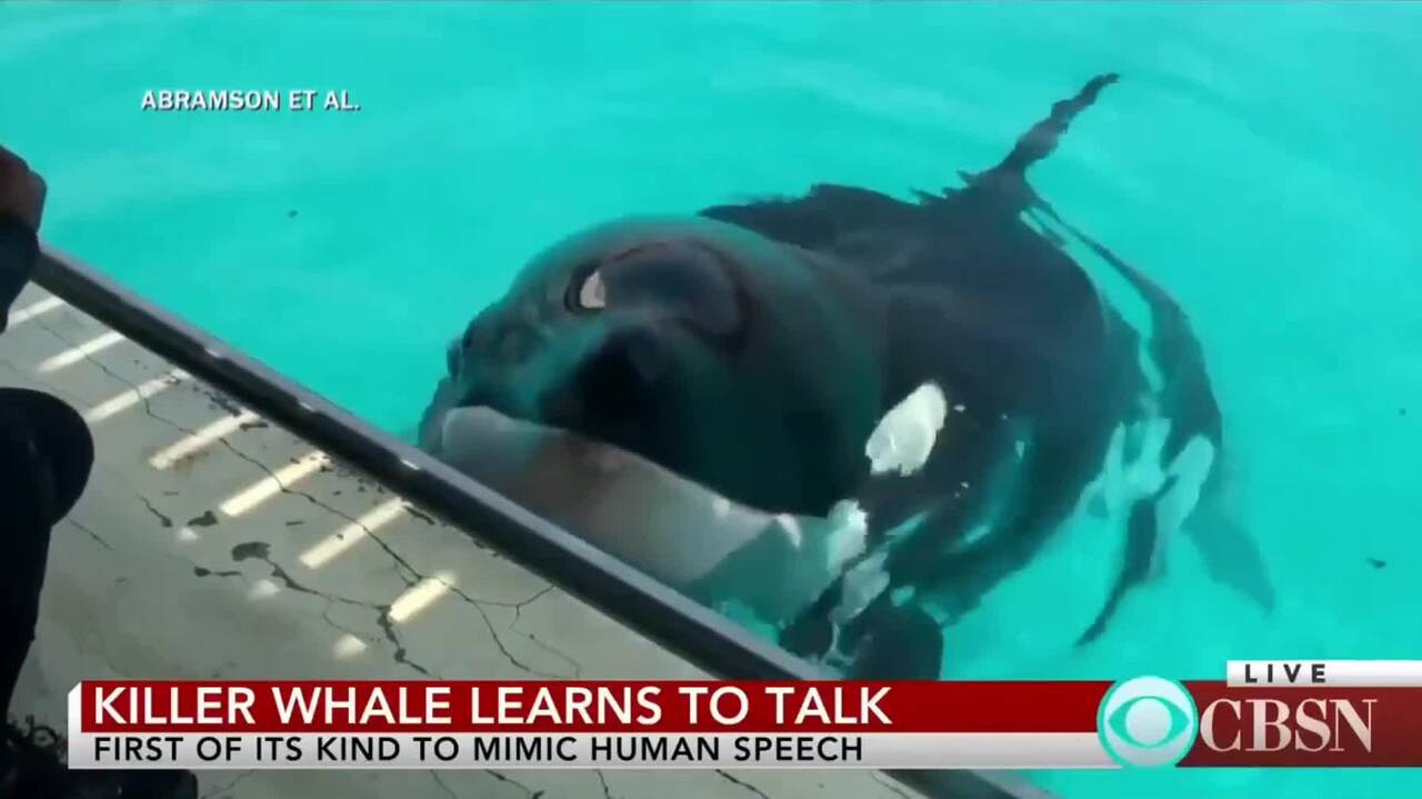 Wikie, l'orca parlante