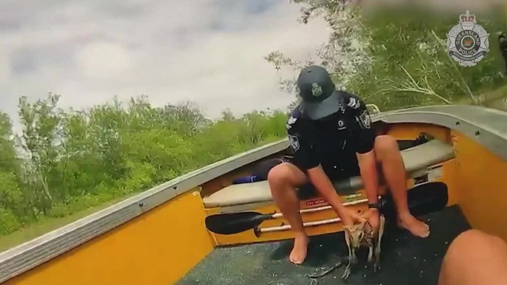 Australien: Kängurubaby vor Krokodilen gerettet