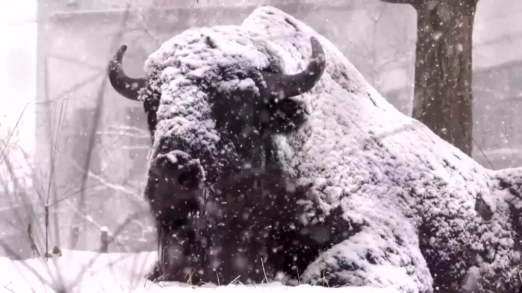 Voll cool: Bison, Bär und Co. feiern den Schnee