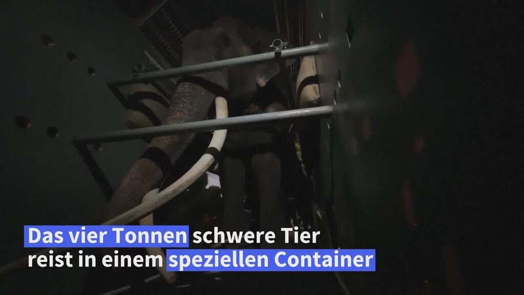 Misshandelter Elefant kehrt nach 22 Jahren nach Thailand zurück