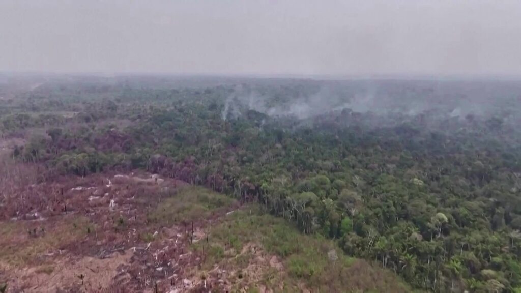 Brasilien rodet weniger Regenwald