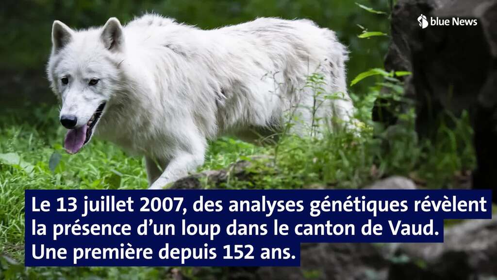 Isabelle Germanier Le loup ne consid re pas l tre humain comme