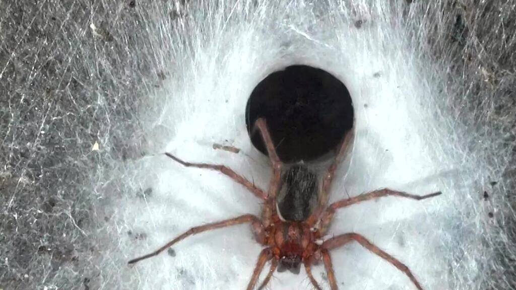 Rund 110’000 Spinnen in einem Netz