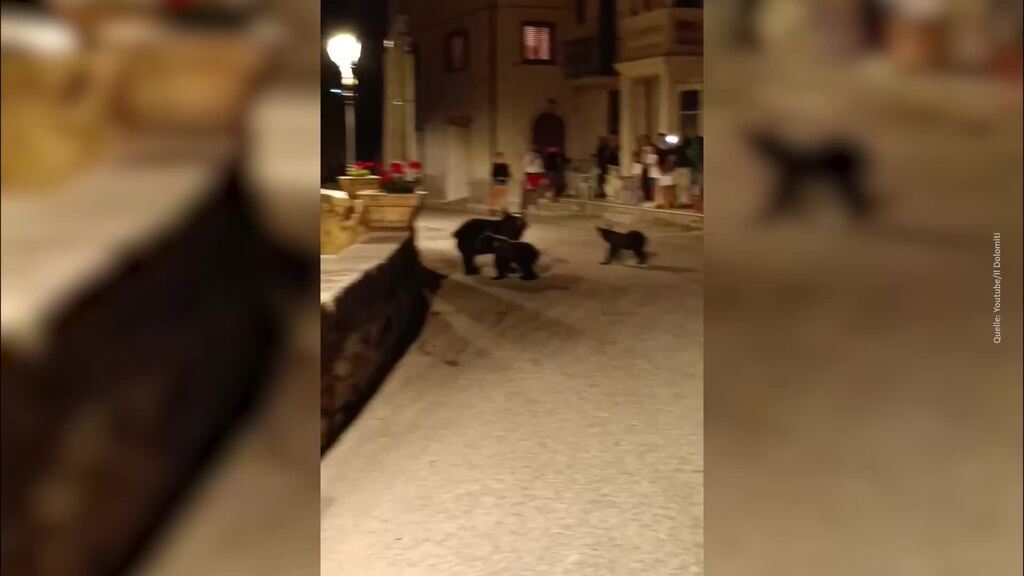 Bärin spaziert durch italienisches Dorf