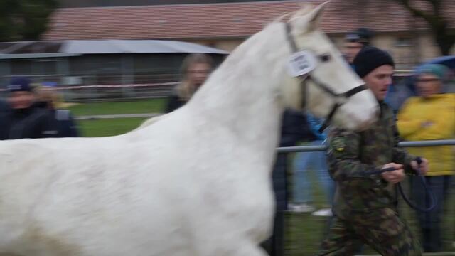 Alle Pferde aus Ramiswiler Tierschutzfall versteigert