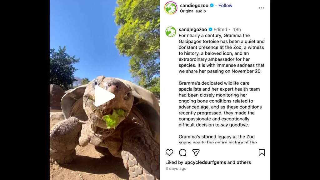 Galapagos-Riesenschildkröte «Gramma» stirbt mit über 140 Jahren
