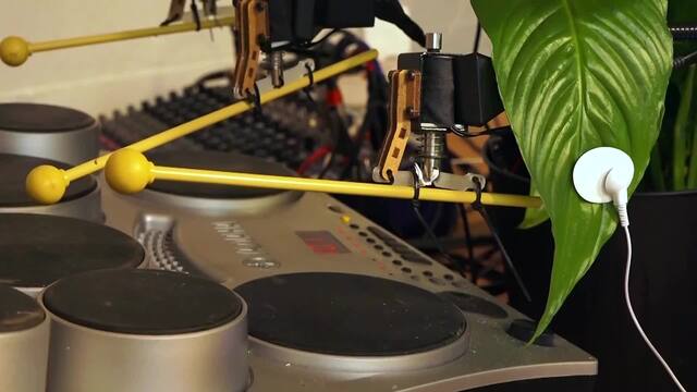 Musikalische Pilze: Briten bringen Gewächse zum Klingen