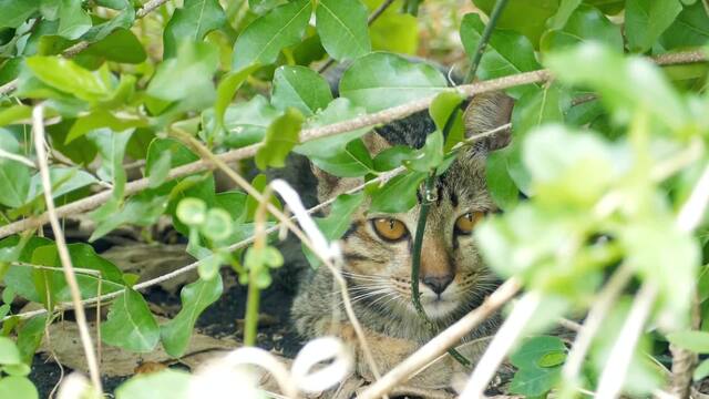 Vogelgrippe: Was Haustierbesitzer jetzt beachten sollten
