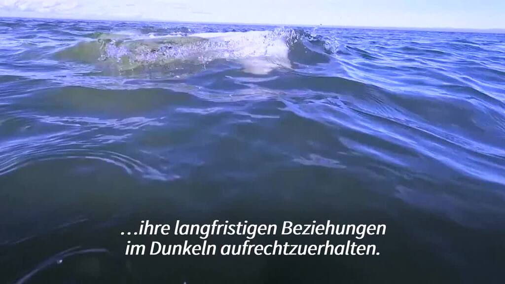 Sommerreise der Belugas: Für den Nachwuchs in die Hudson Bay