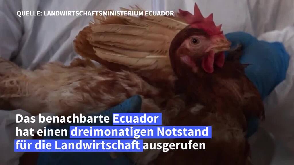 Vogelgrippe wütet in Peru und Ecuador – tausende Tiere verendet