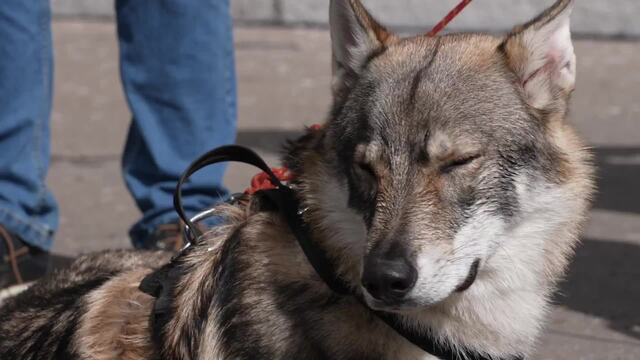Une pétition contre le tir des loups déposée avec 47'000 signatures