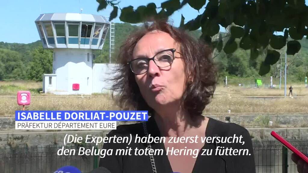 Abgemagerter Weisswal verirrt sich in eine Schleuse in Frankreich