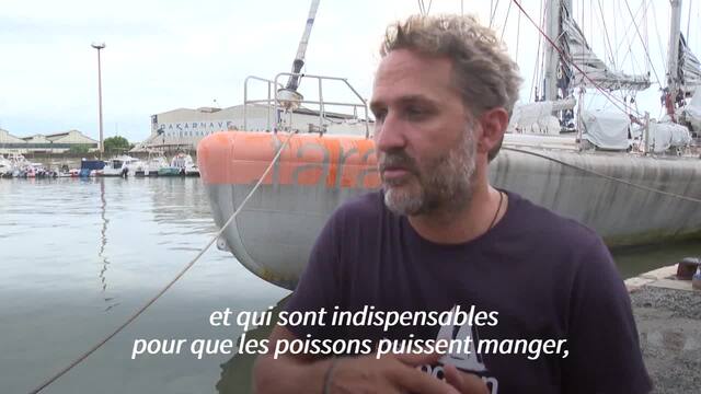 La goélette Tara sur le chemin du retour après deux ans de moisson de micro-organismes