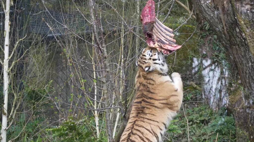 Die Zürcher Raubkatzen nehmen ihren Catwalk in Beschlag