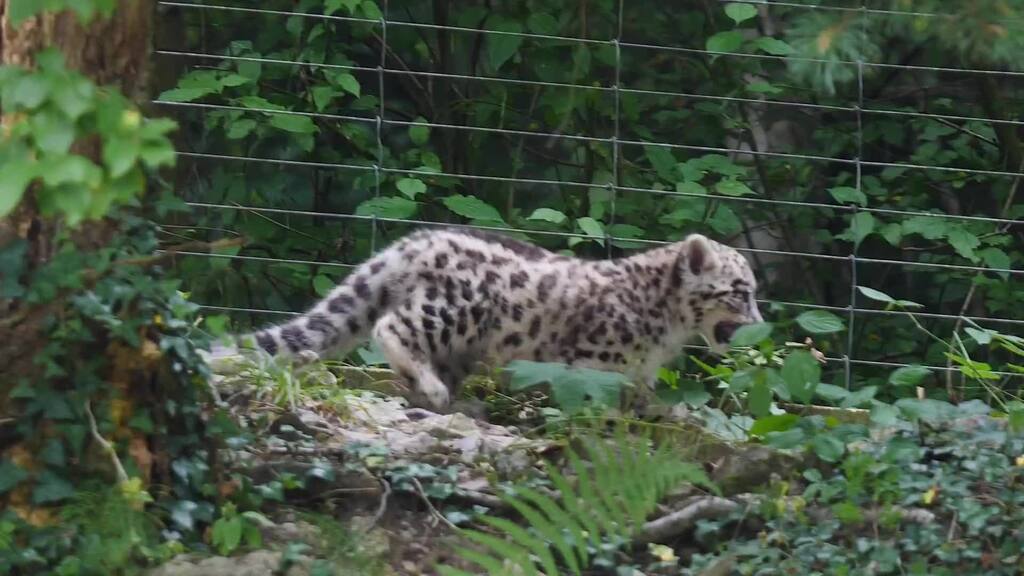 Schneeleoparden-Babys: Schnügel-Alarm im Zoo Zürich