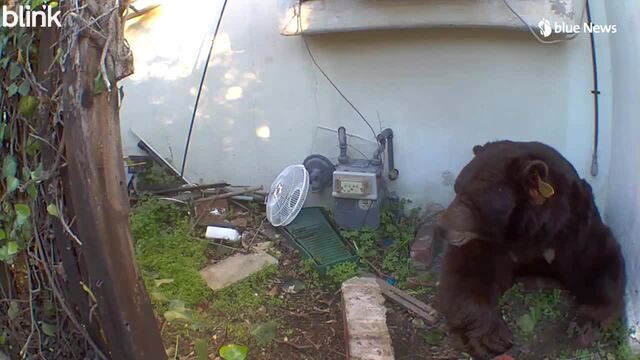 Schwarzbär nistet sich unter Wohnhaus ein – Besitzer in Sorge