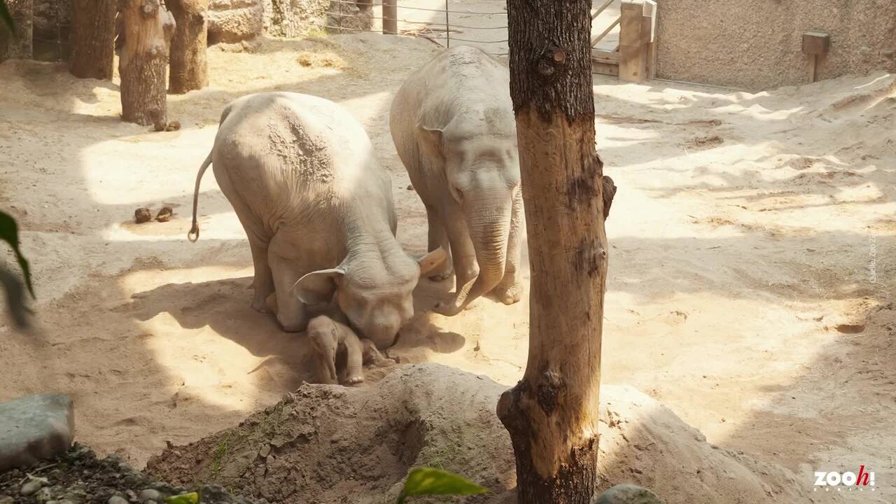 Elefantenbaby im Zoo Zürich ist nicht überlebensfähig