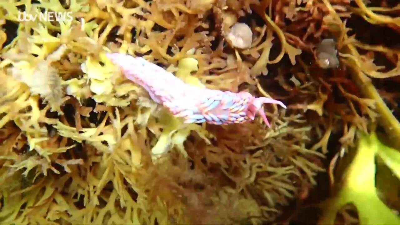 Rare colourful sea slug spotted in Jersey waters for the first
