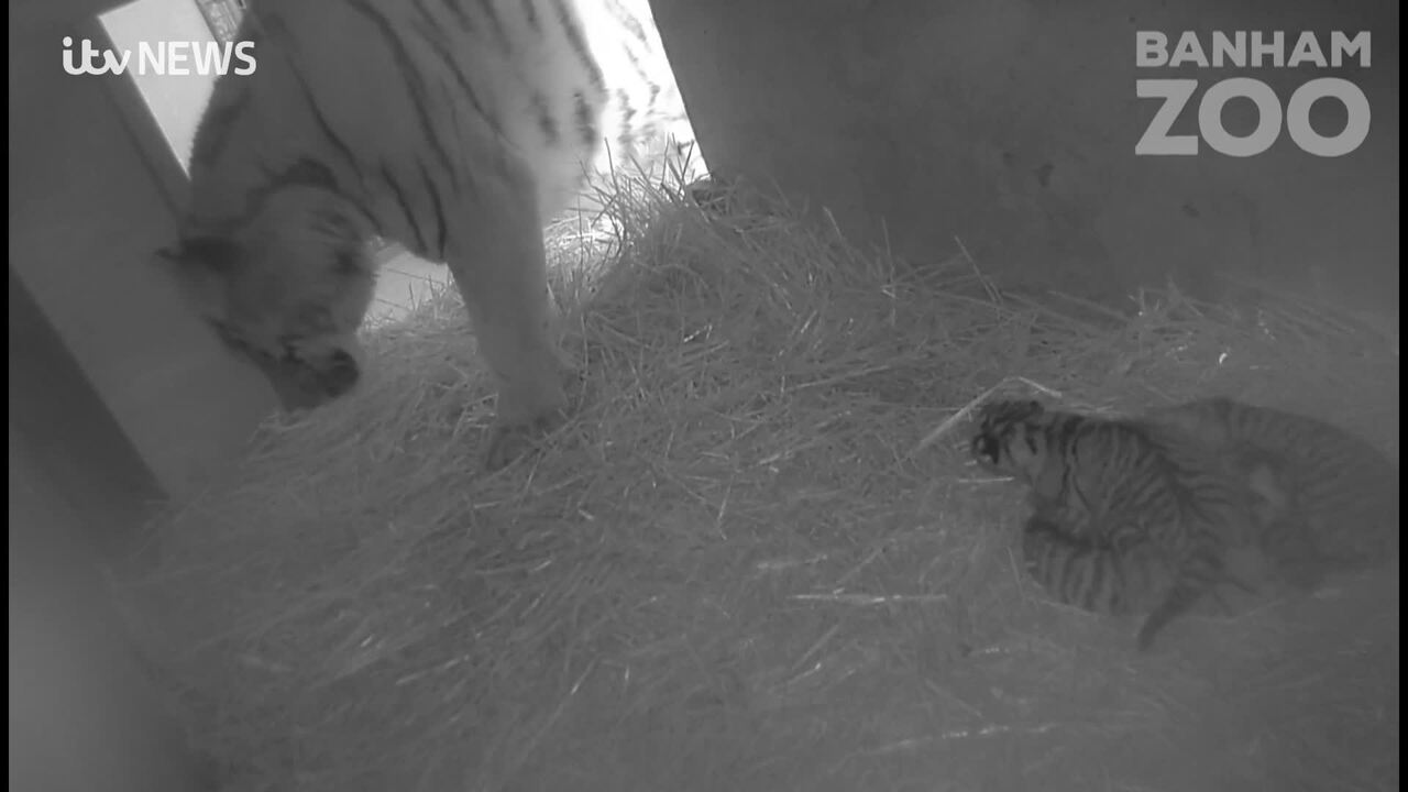 First pictures of Banham Zoo's playful tiger cubs exploring home after loss  of sibling