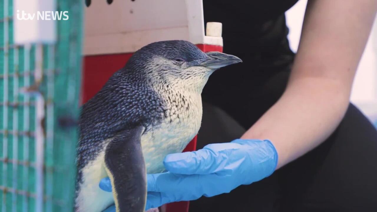 Baby little blue penguin dies after being attacked by dog in west