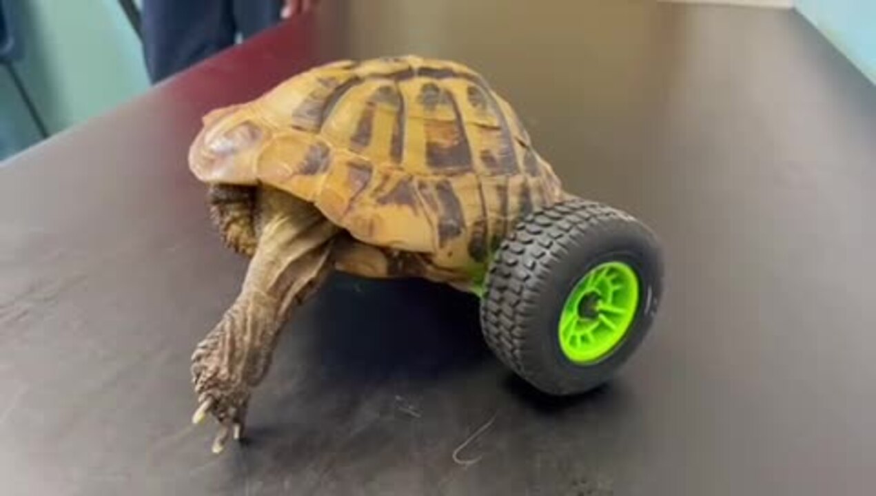 Eddie the escapee tortoise gets new set of wheels after rat attack | ITV  News Granada
