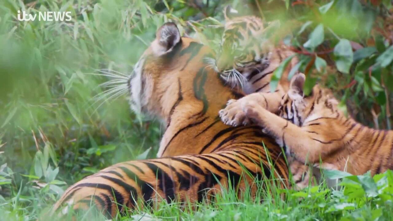 Watch: Twin tiger cubs emerge from their den for the first time