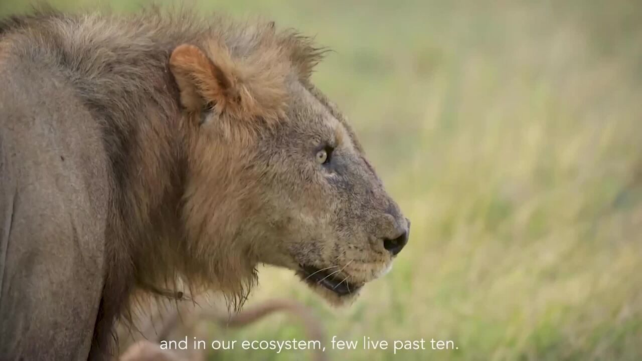 One of Africa's oldest lions killed in Kenya