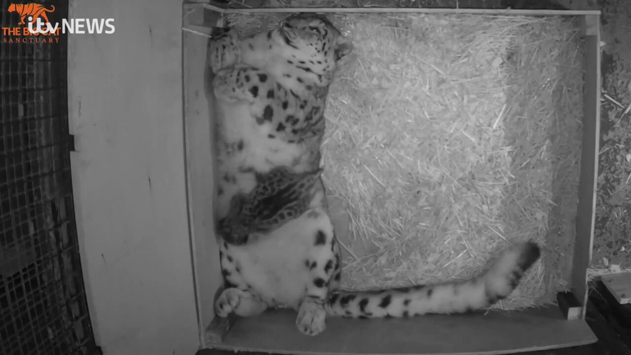 Groundbreaking ultrasound leads to birth of two endangered snow