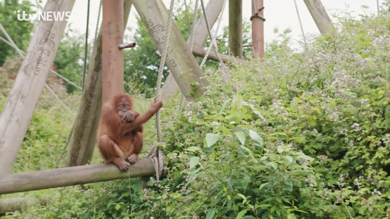 Orangutan at Jersey Zoo editorial photo. Image of durrell - 115592996