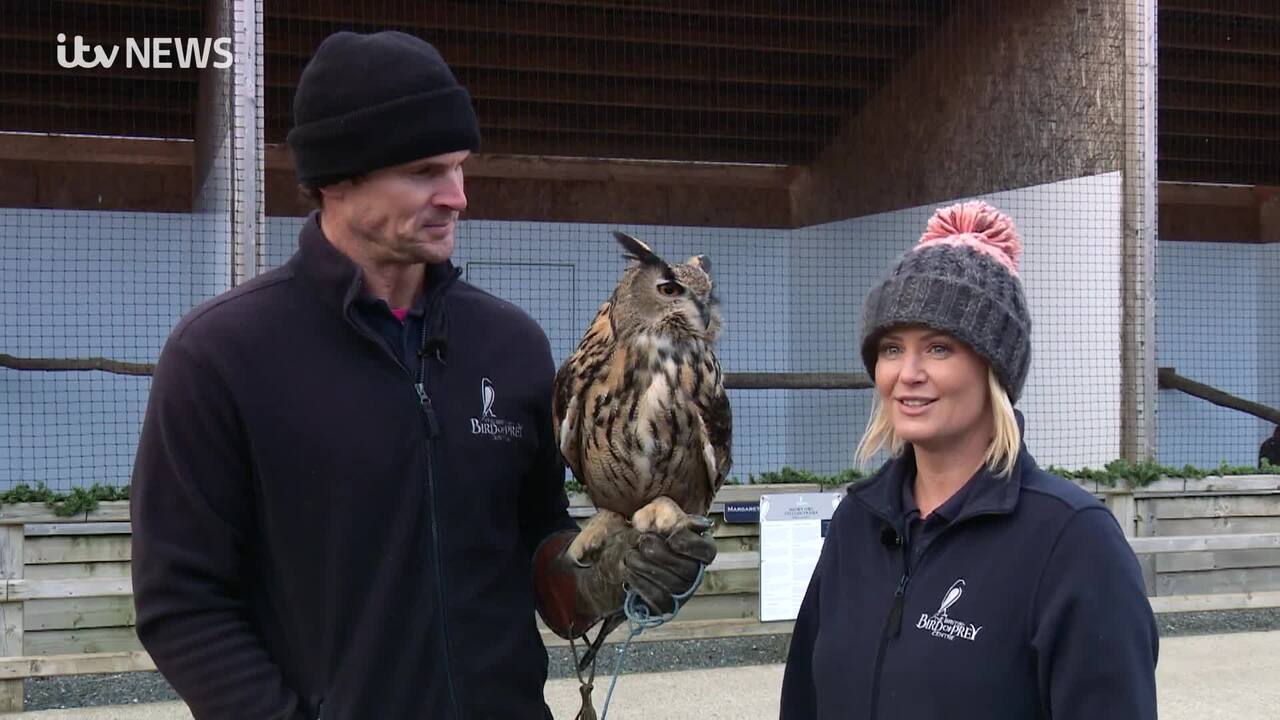 British Bird Of Prey Centre Wales  Flying Experiences Carmarthenshire