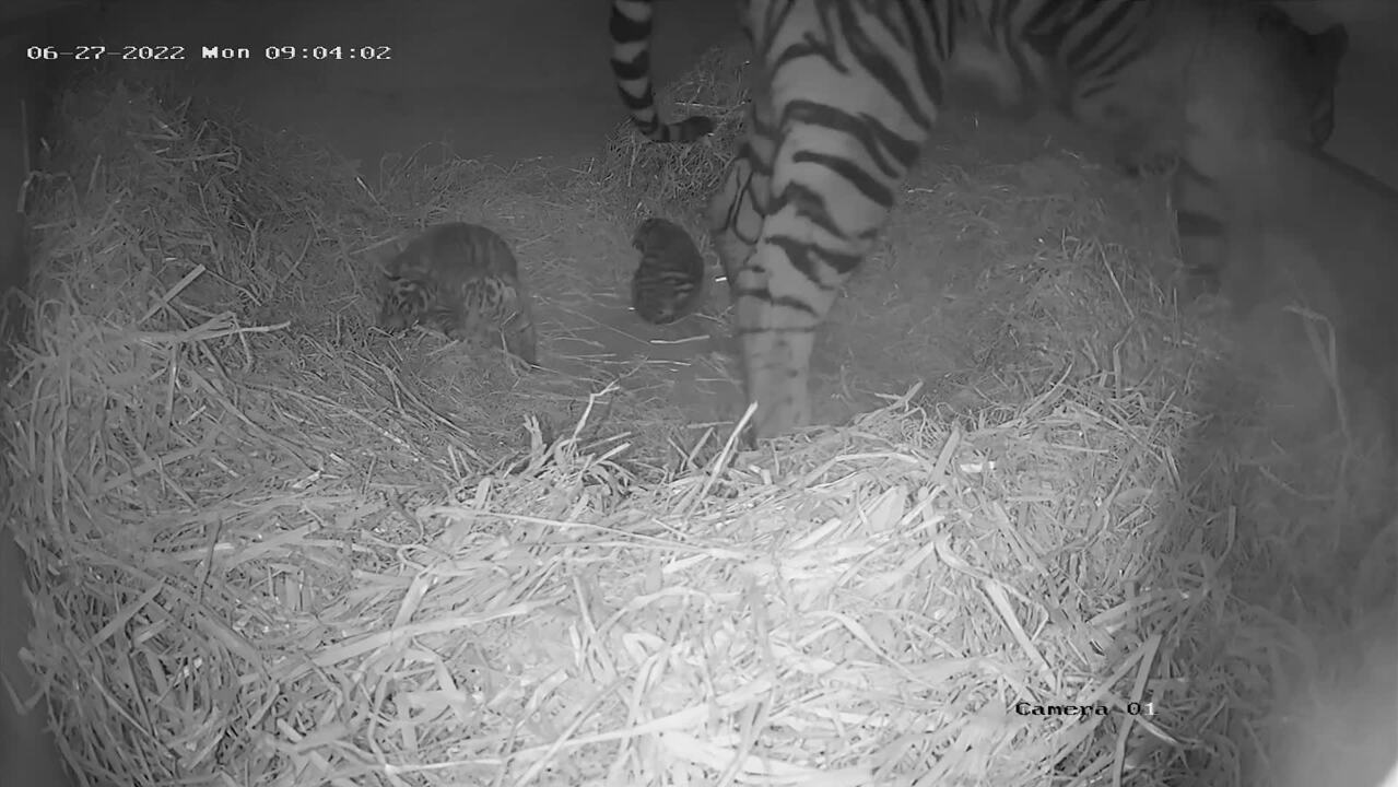 Chinese New Year: London Zoo releases ridiculously cute first pictures of  new-born baby tiger - MyLondon