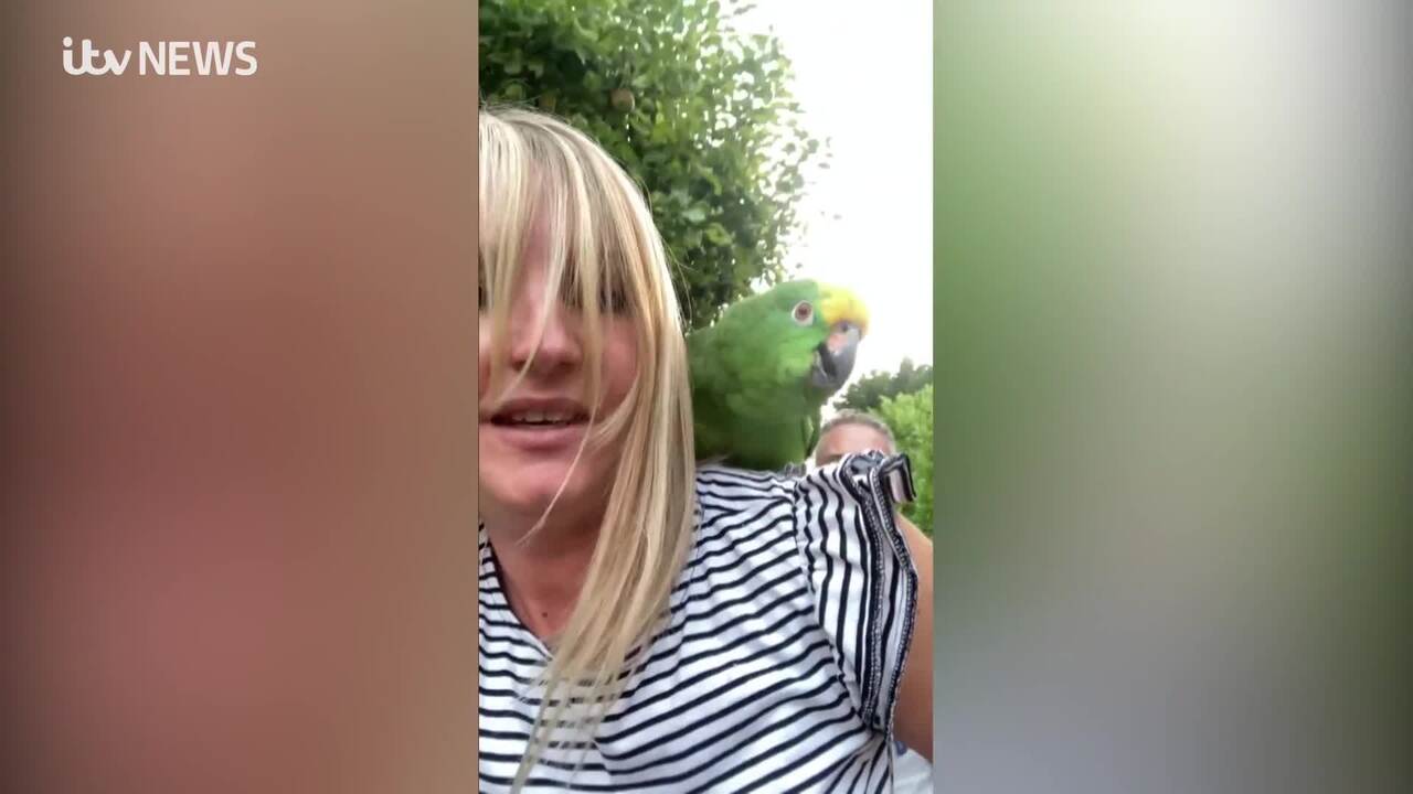 Lost parrot reunited with owner after social post, but that's not