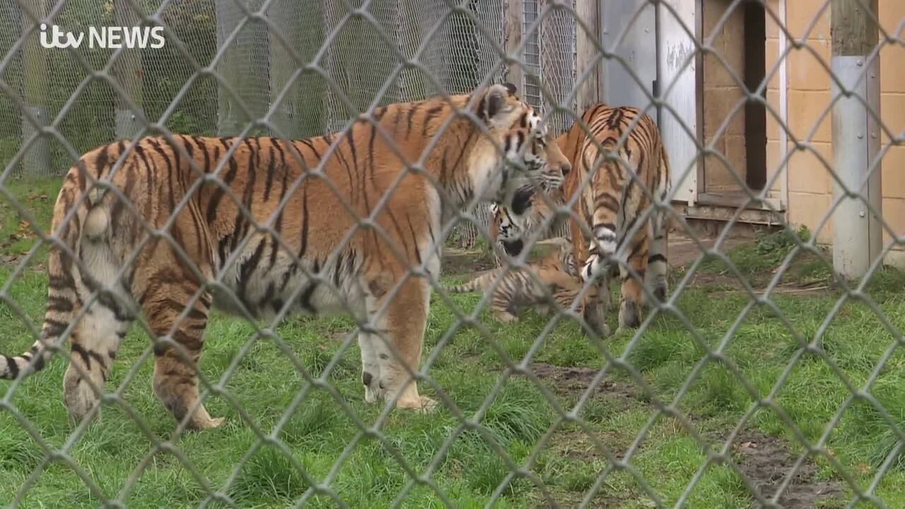 Tiger cubs explore their enclosure at Norfolk zoo - The Irish News